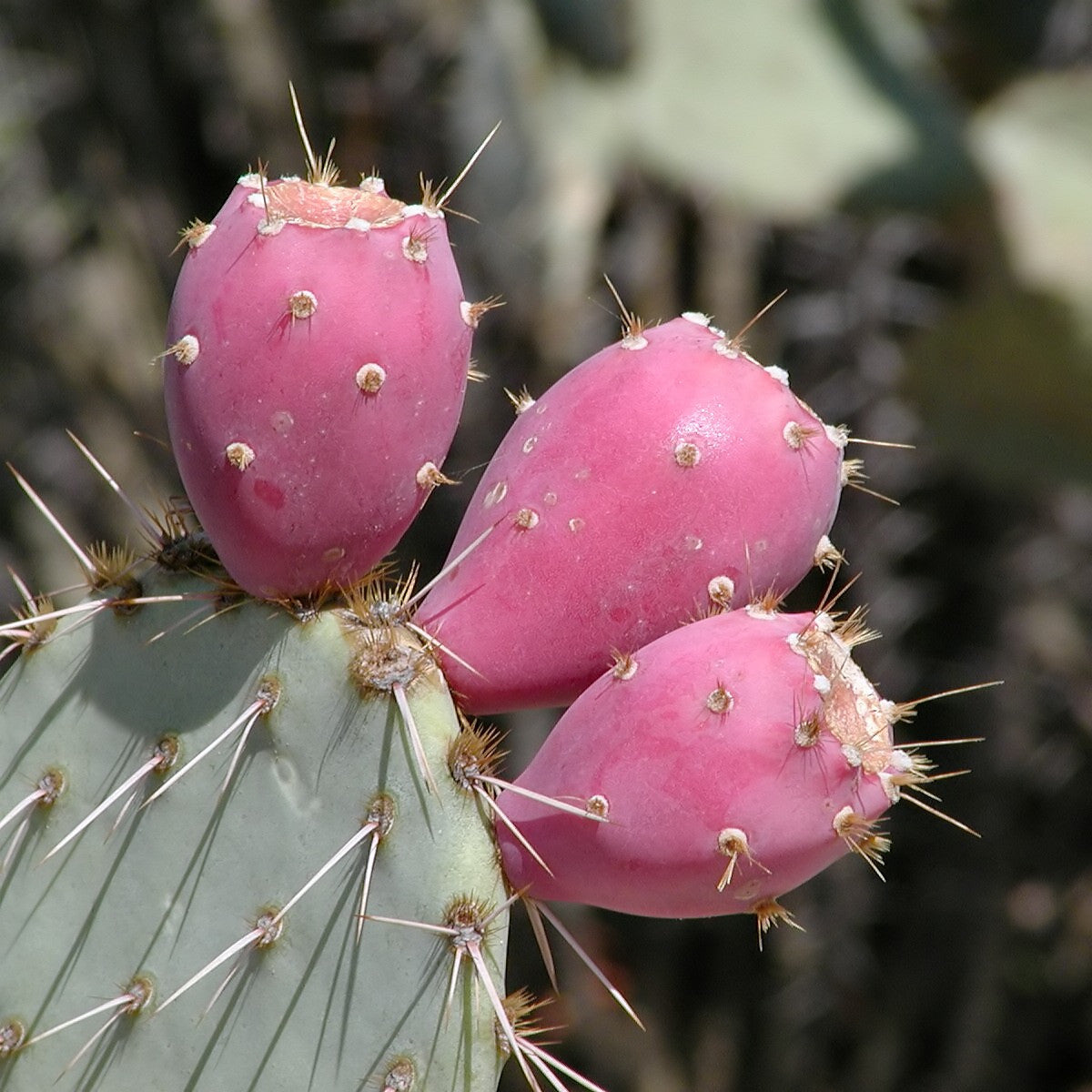 tchia opuntia