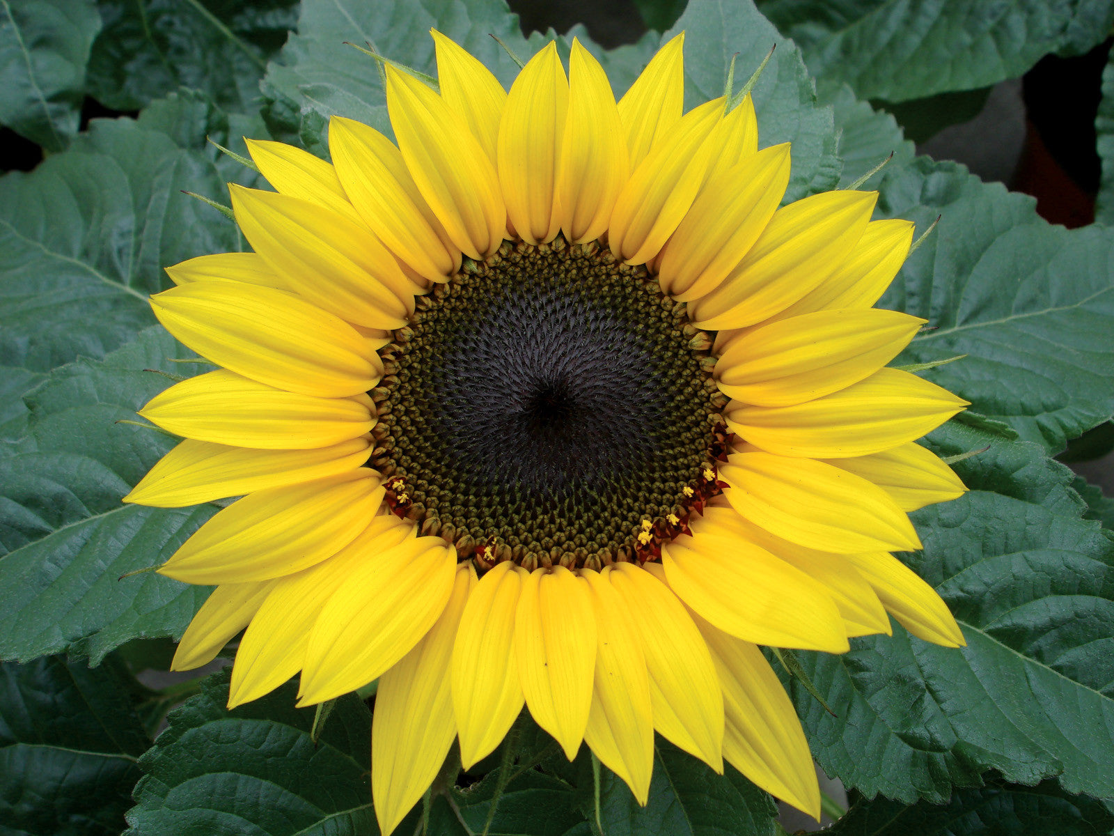 Choco Sun Dwarf Sunflower - Helianthus - Annual - 5 Seeds | Seeds for ...