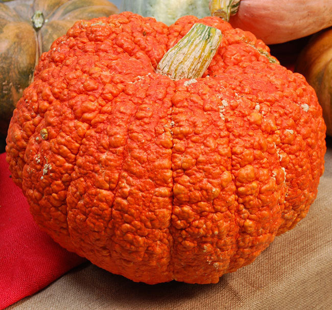 Image result for rare squashes pumpkins