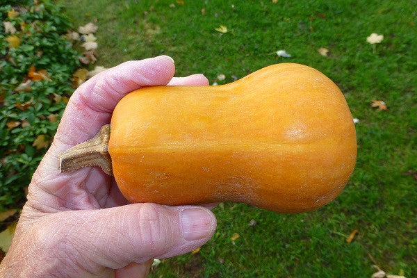 Honeynut - Mini Butternut Squash - 10 Seeds - The Patio Vegetable Coll ...