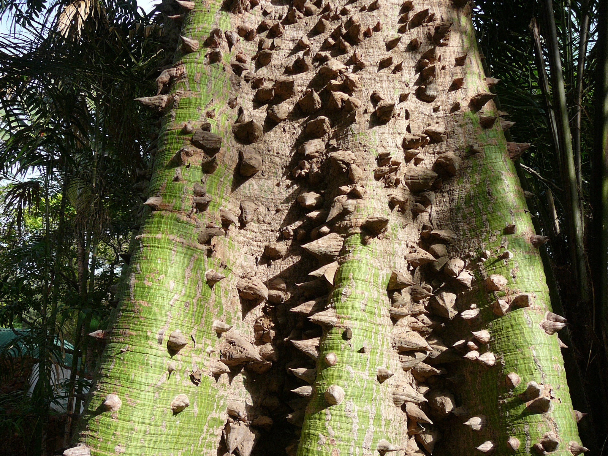 Trees White Silk Cotton Tree Kapok Exotic Tree Bonsai Ceiba Pentandra 5 Seeds Was Sold For R30 00 On 6 Feb At 18 11 By Seeds For Africa In Cape Town Id