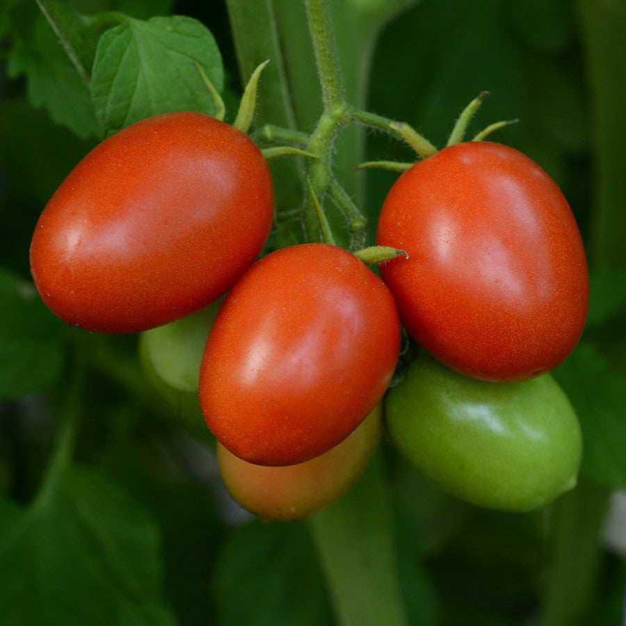 Little Napoli Hybrid Roma Type Cocktail Tomato - Container ...