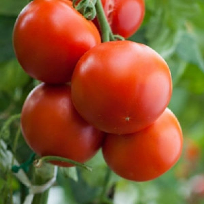 masterblend grams per gallon tomato 2 grams