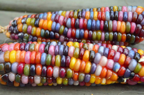 corn beads for sale