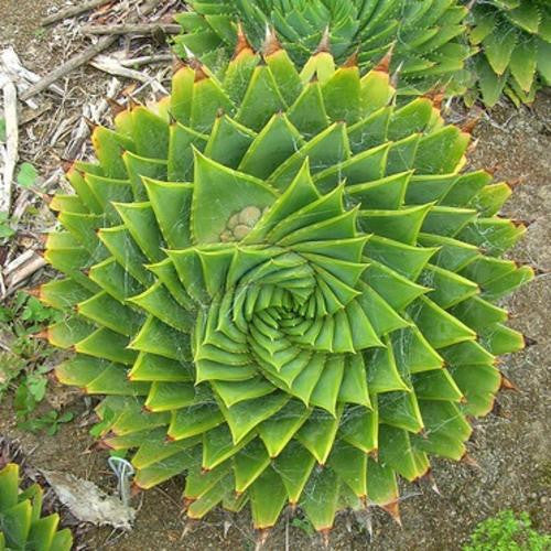 spiral aloe seeds for sale