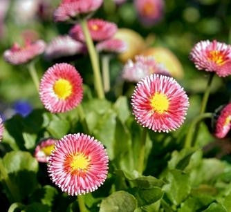 Bellis Perennis Montrosa English Daisies Annual 100 Seeds Seeds For Africa