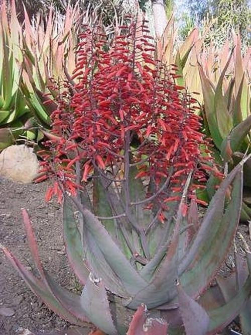 Aloe Chabaudii Indigenous South African Succulent 10 Seeds Seeds For Africa 3454