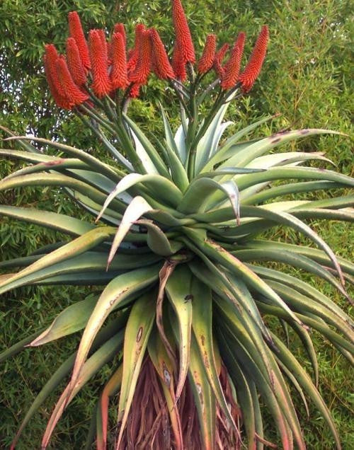 Aloe Excelsa Indigenous South African Succulent 10 Seeds Seeds For Africa 2566