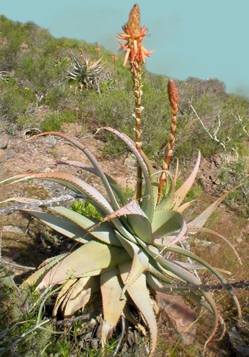 Aloe Glauca Indigenous South African Succulent 10 Seeds Seeds For Africa 5710