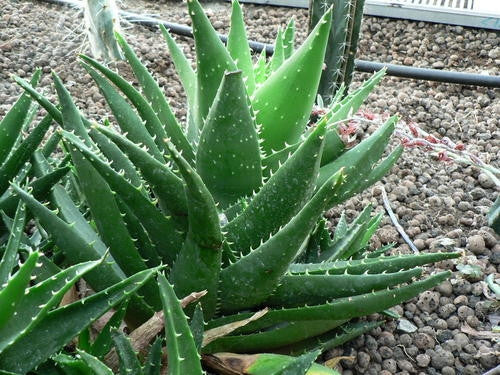 Aloe Mitriformis Indigenous South African Succulent 10 Seeds