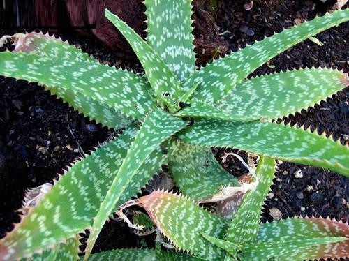 Aloe Zebrina Indigenous South African Succulent 10 Seeds Seeds For Africa 1397