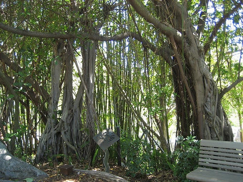 Ficus Thonningii - Indigenous South African Fig Tree - 10 Seeds | Seeds ...