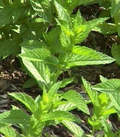 Spearmint - Mentha Spicata - Culinary Edible Herb - 50 Seeds  Seeds for Africa