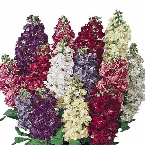 Stocks Giant Imperial Mix Matthiola Incana Fragrant Annual Flower Seeds For Africa