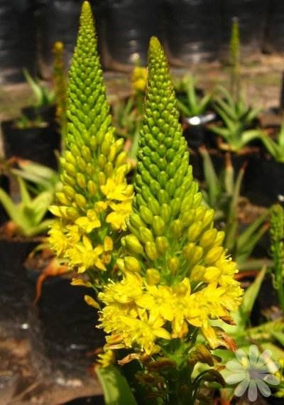 Cacti And Succulents Bulbine Natalensis Indigenous South African Succulent 10 Seeds Was Sold 3966