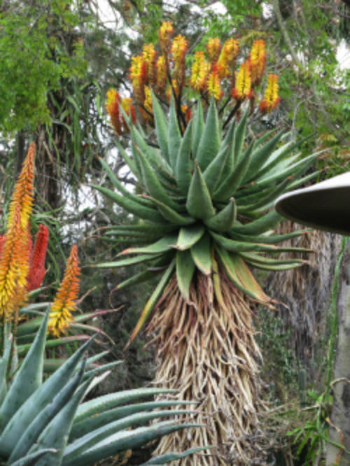 Cacti And Succulents Aloe Spectabilis Indigenous South African Succulent 10 Seeds For Sale 4920