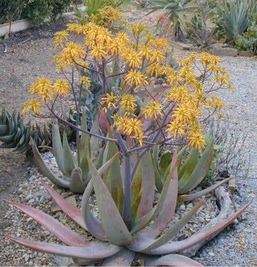 Aloe Buhrii Indigenous South African Succulent 10 Seeds Seeds For Africa 7737