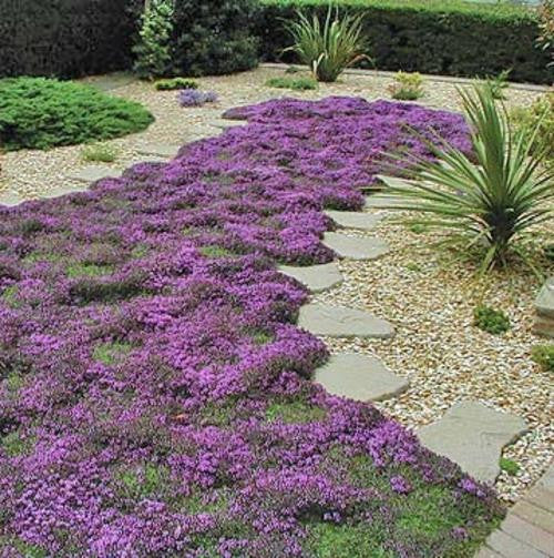 creeping mother of thyme between pavers