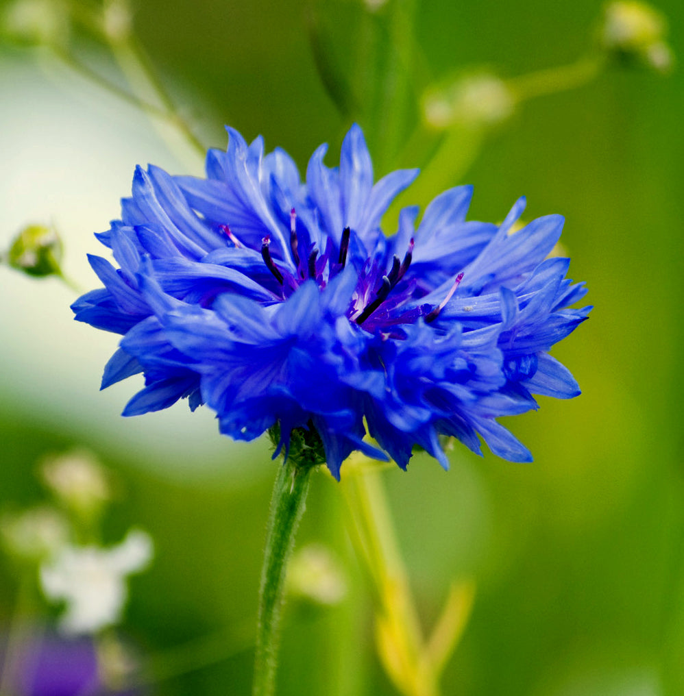 What Flowers Are Cornflower Blue Cornflower Blue Ball