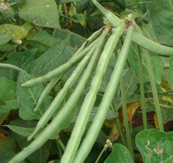 Cowpeas - Vigna unguiculata - Cover Crop / Green Manure | Seeds for Africa