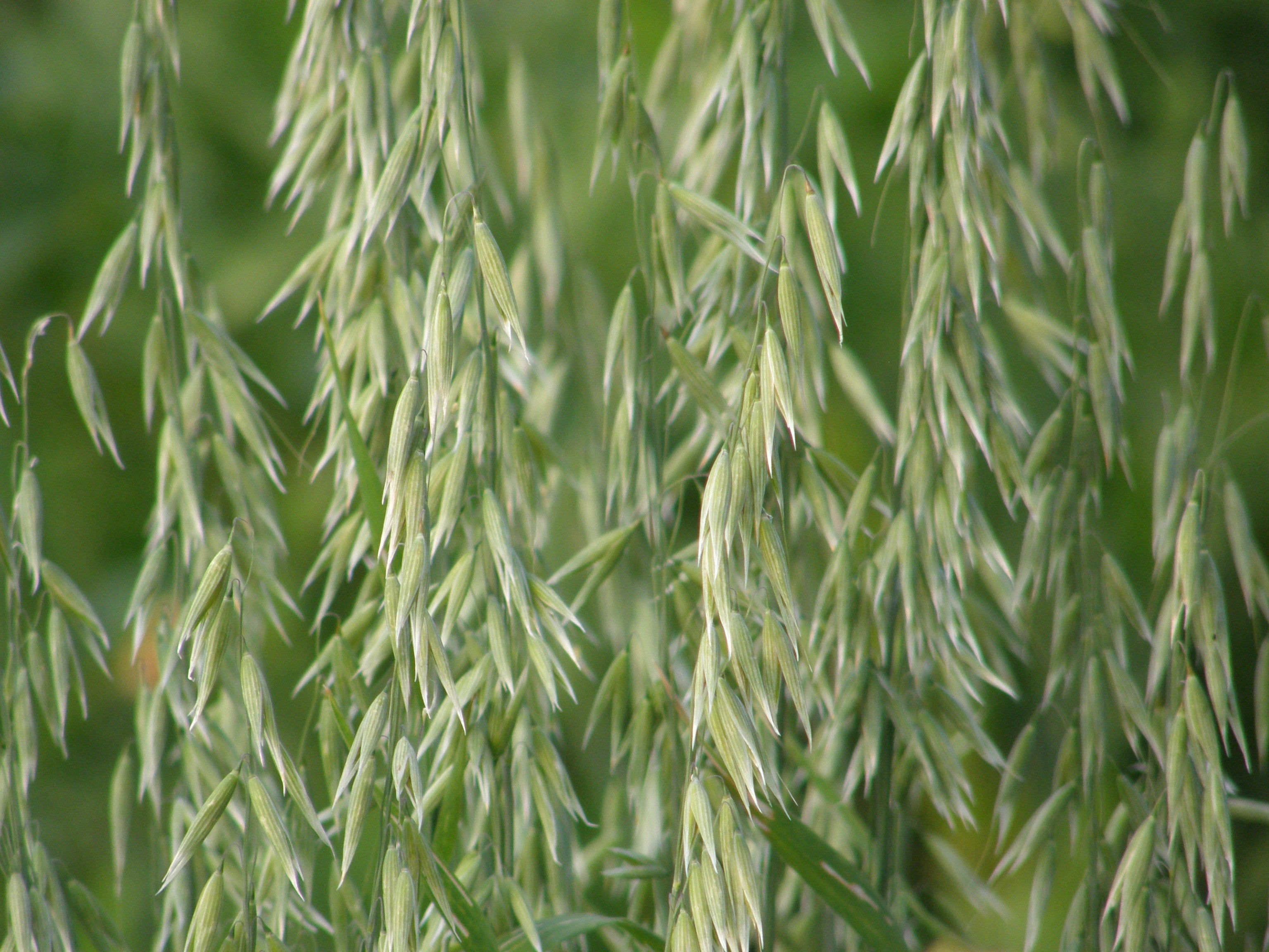 Other Flowers, Trees & Plants - Oats Common - Avena sativa - Cover Crop ...