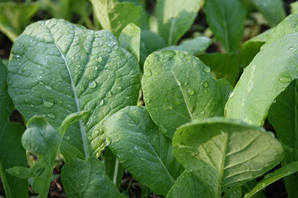 Tendergreen Mustard Greens - ORGANIC - Brassica Juncea - 200 Seeds ...