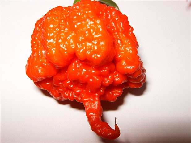 Carolina reaper