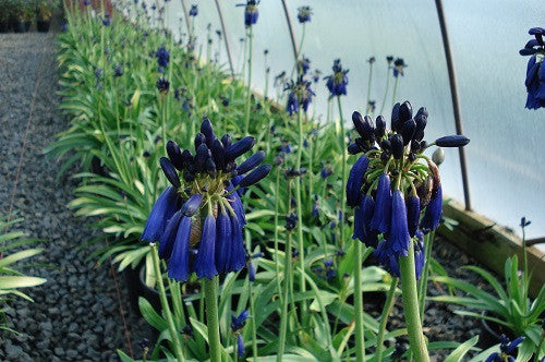 Agapanthus Inapertus Drooping Agapanthus Indigenous South African Seeds For Africa