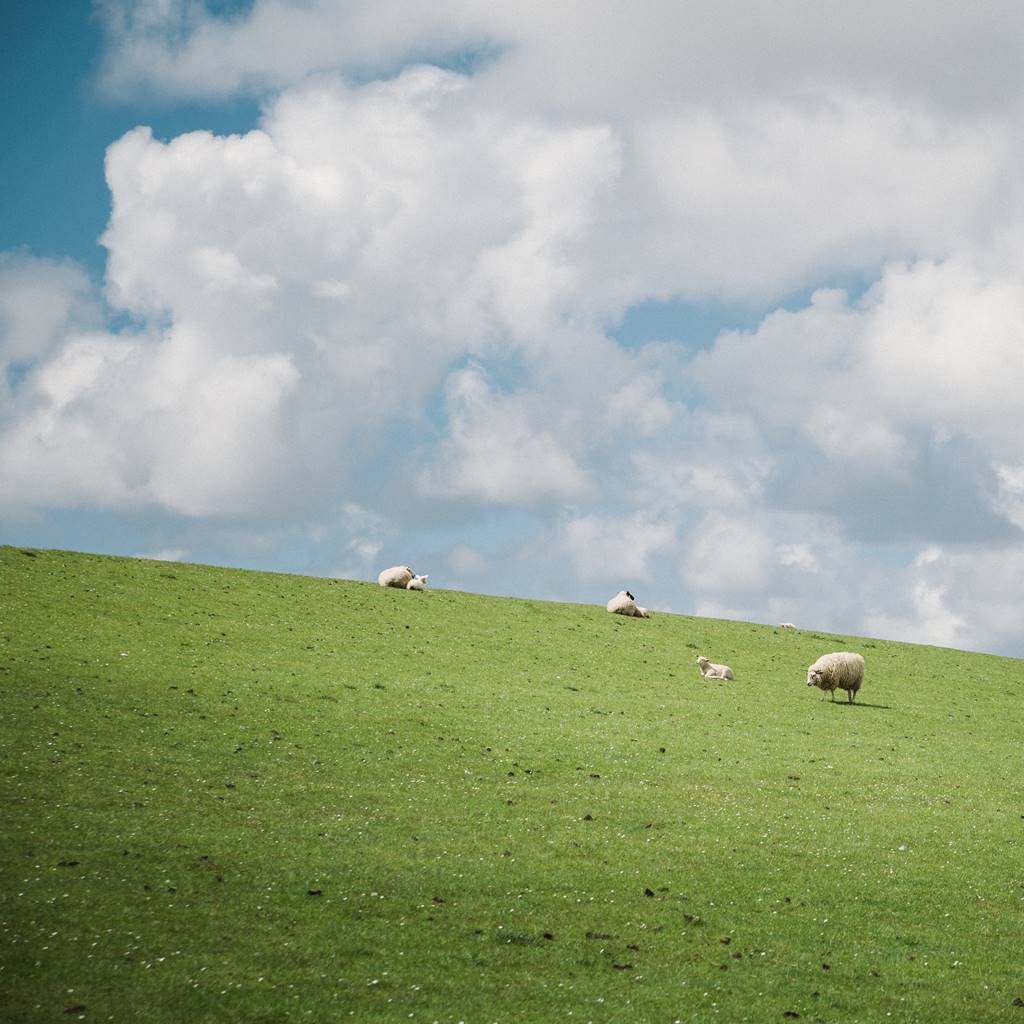 蓝天白云，绿草青山，羊群成群