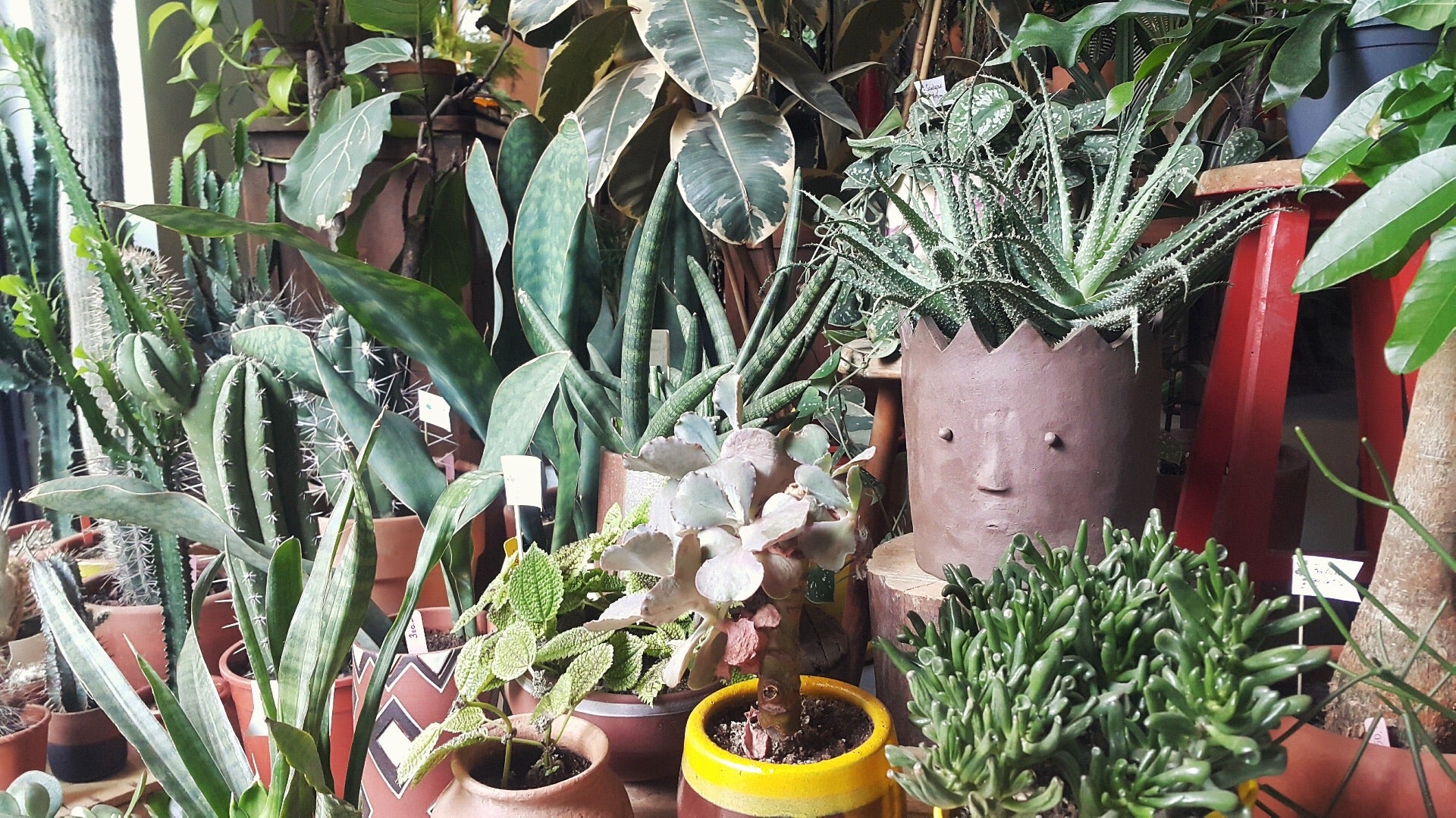 wohha ceramics x labofem plants