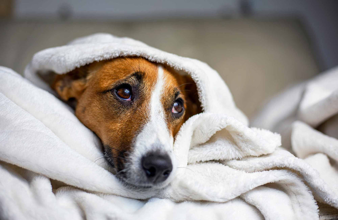 うちの子の寝方って 変 犬の寝相で分かる心理 本能 健康状態 グーグーマガジン