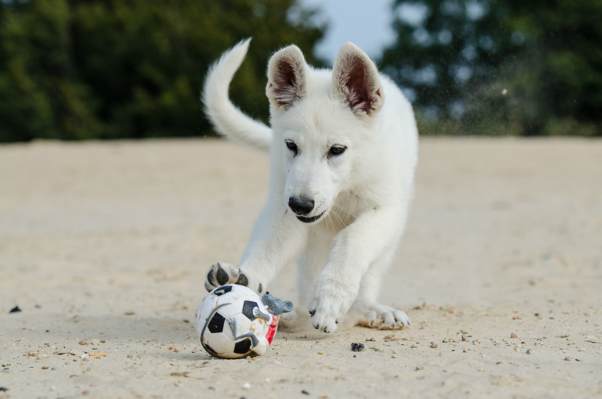 ボール遊びをする犬