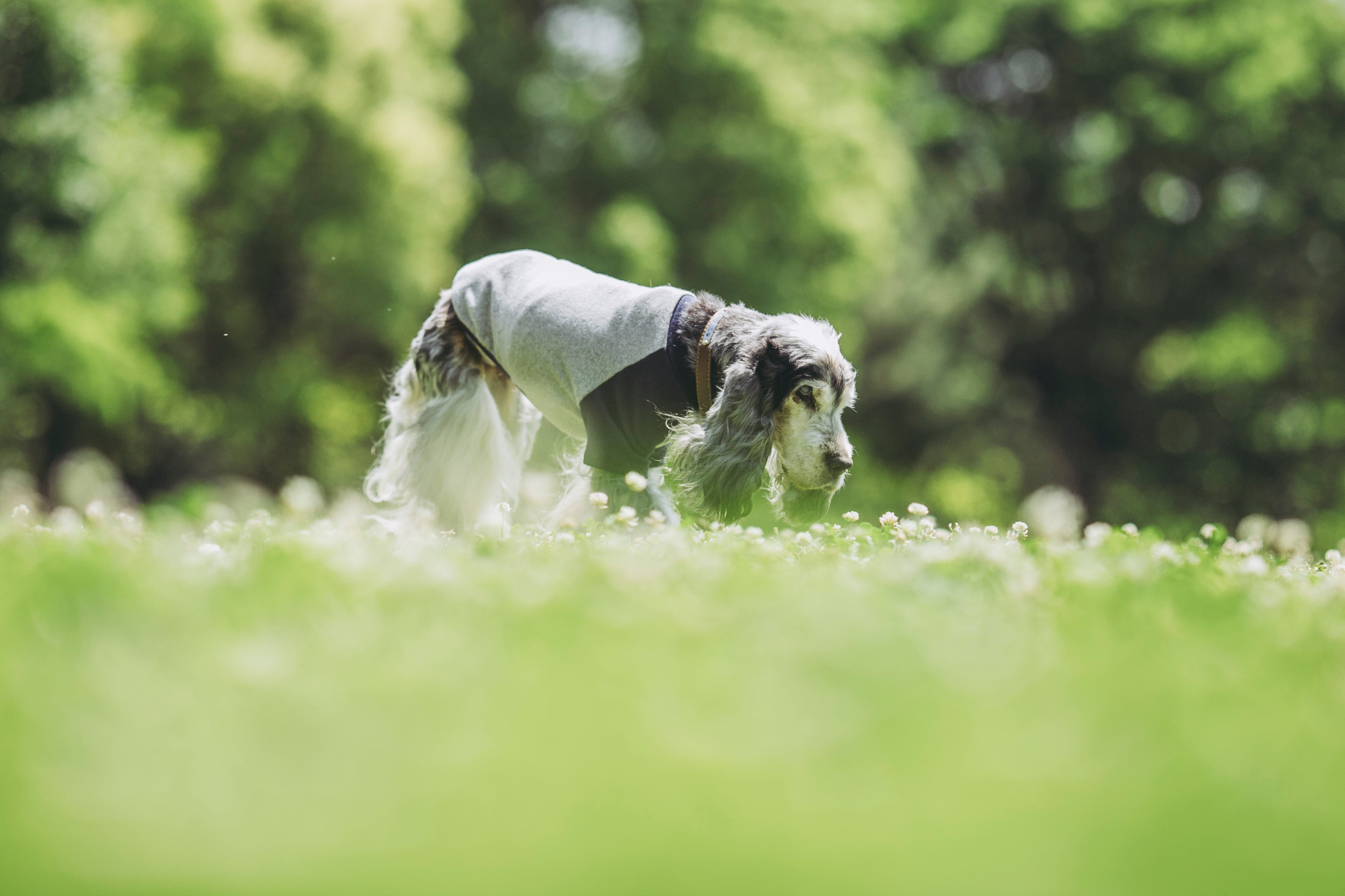 シニア犬の画像