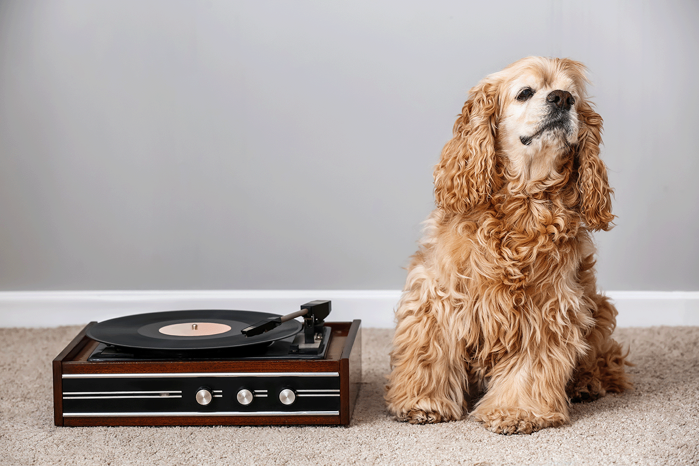 リラクゼーション音楽を聴いている犬