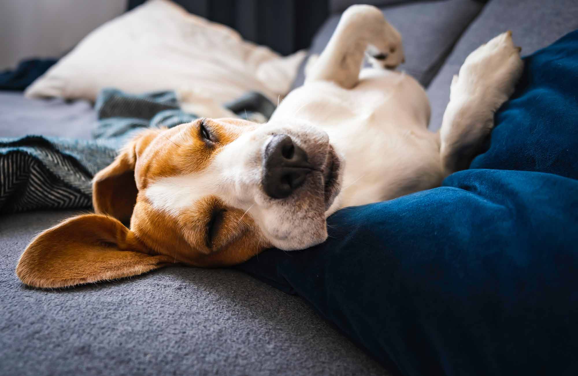 へそ天で寝ている犬