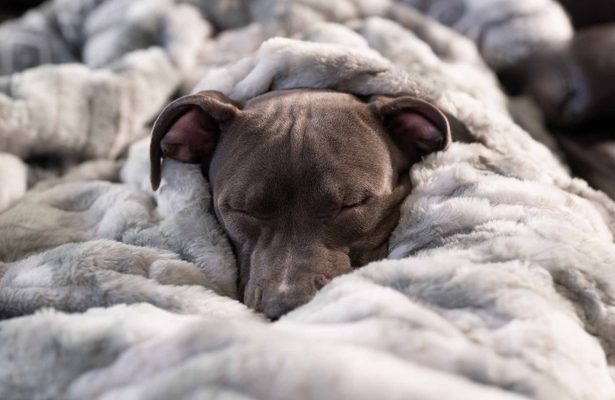 毛布にくるまっている犬