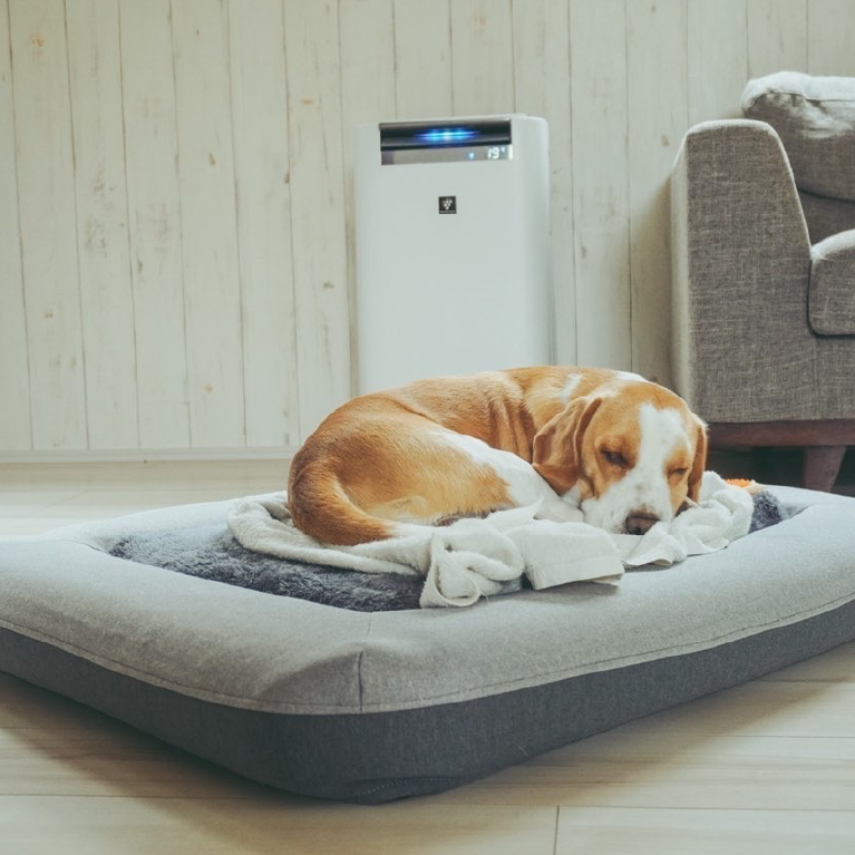 新しいベッドでリラックスして寝ている犬