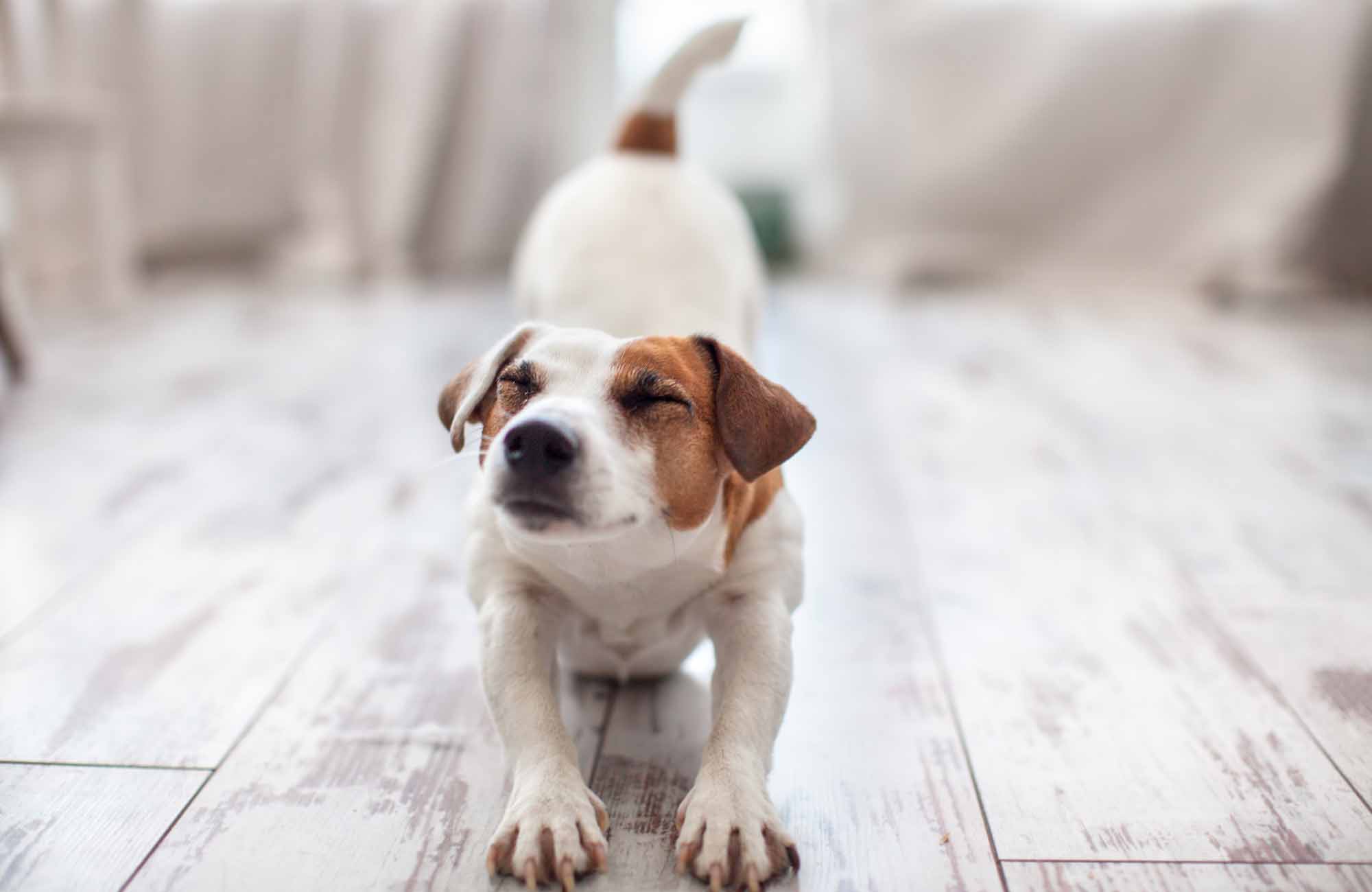 祈りのポーズをしている犬