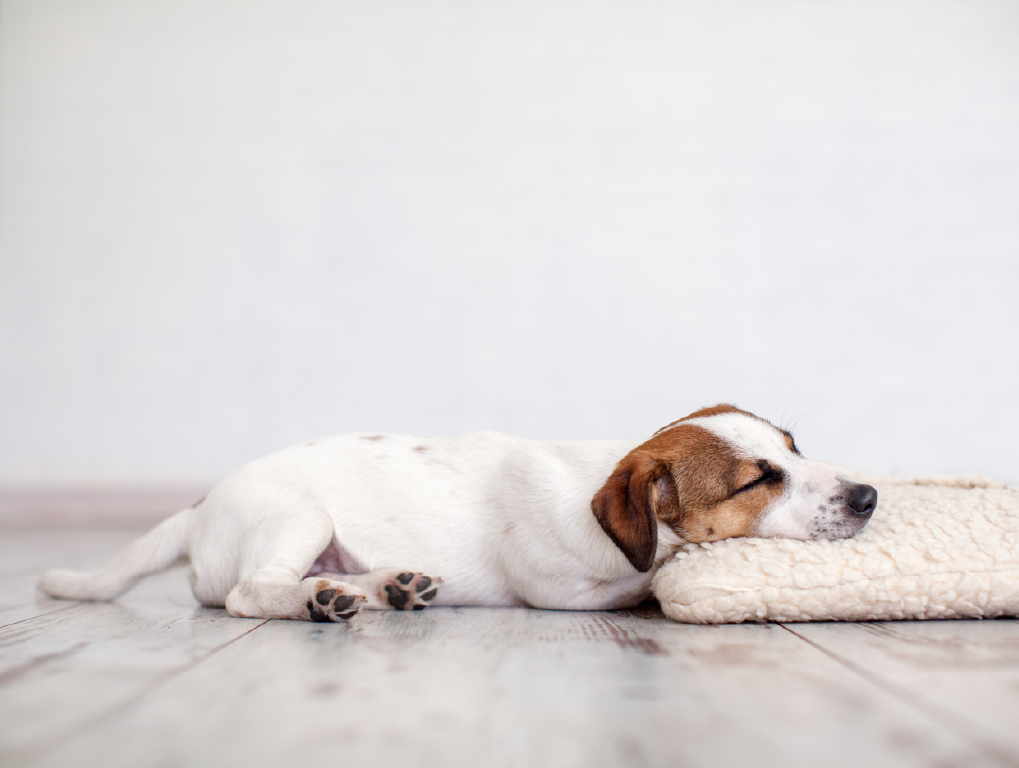 慣れ親しんだ匂いのする物の近くで寝ている犬