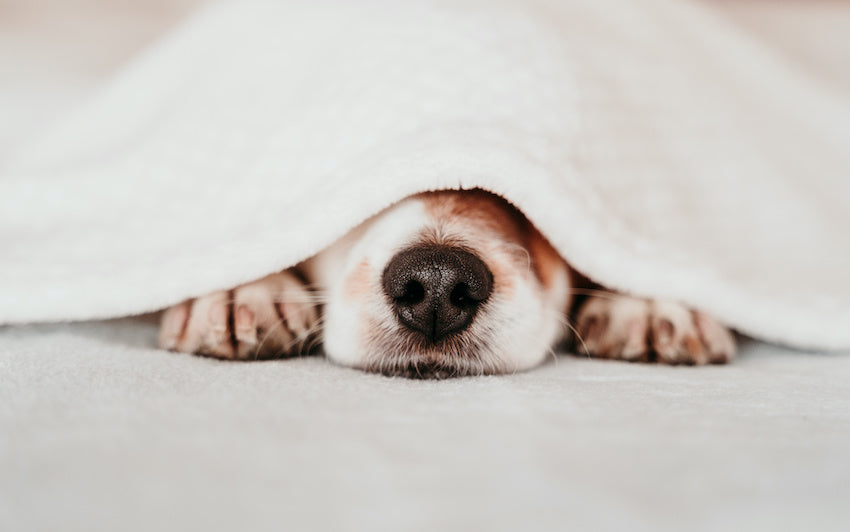 ペットの犬が寝ているイメージ