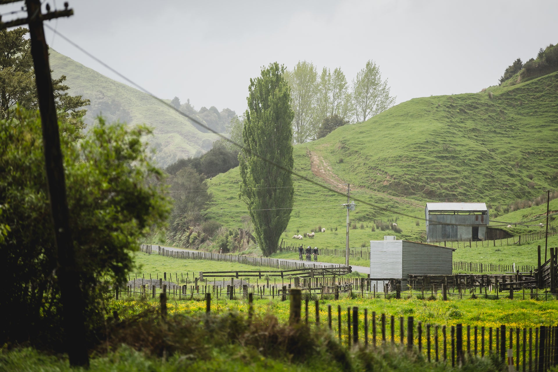 New Zealand Cycling