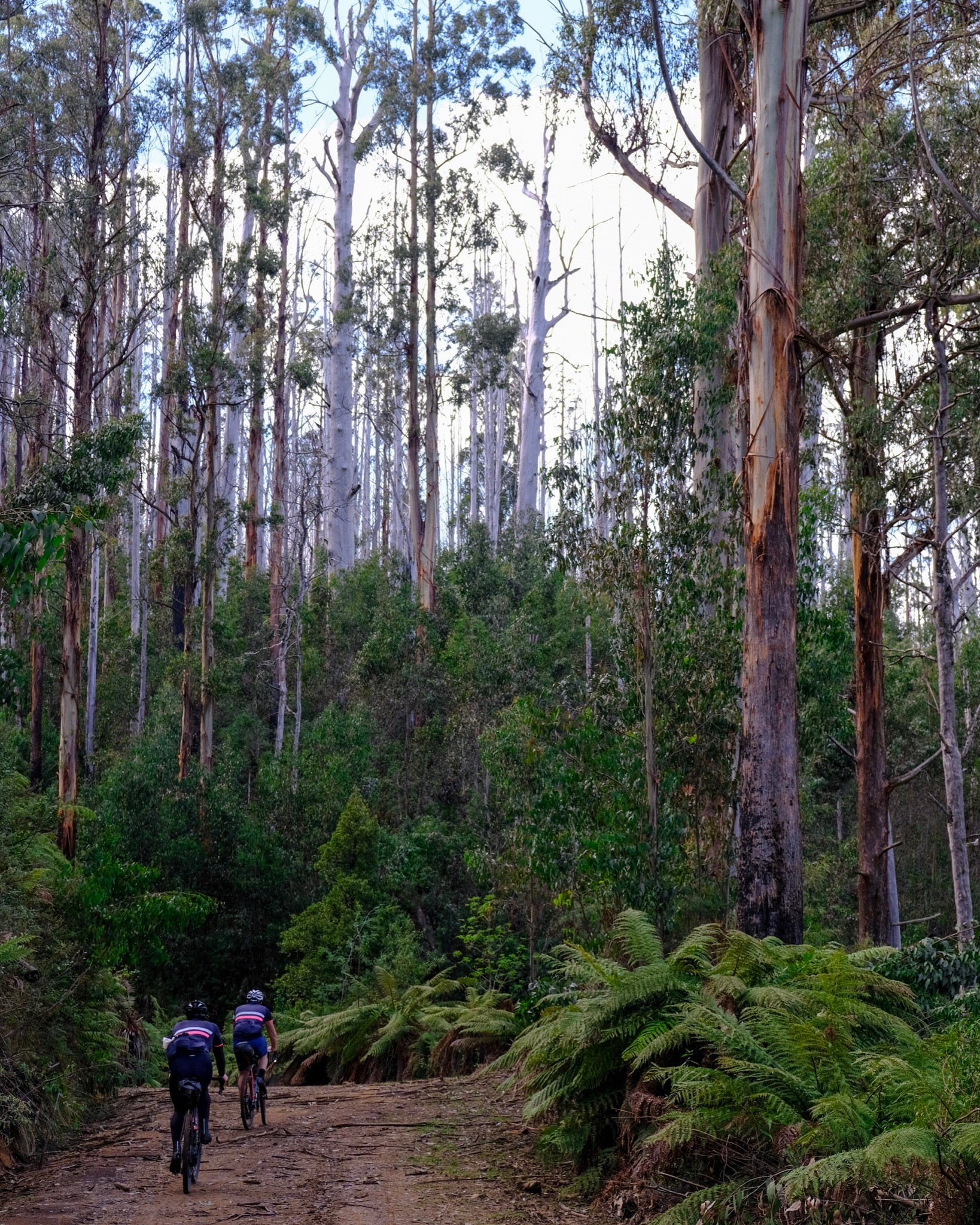 Gravel ride marysville forest