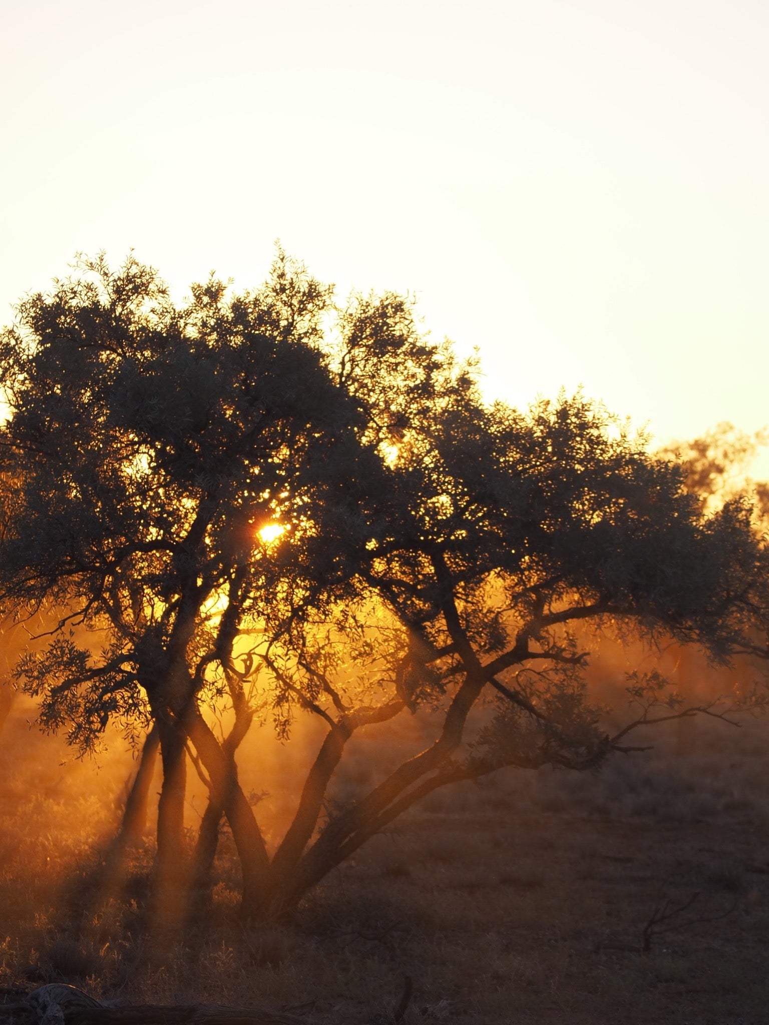 Sunset in the Bush