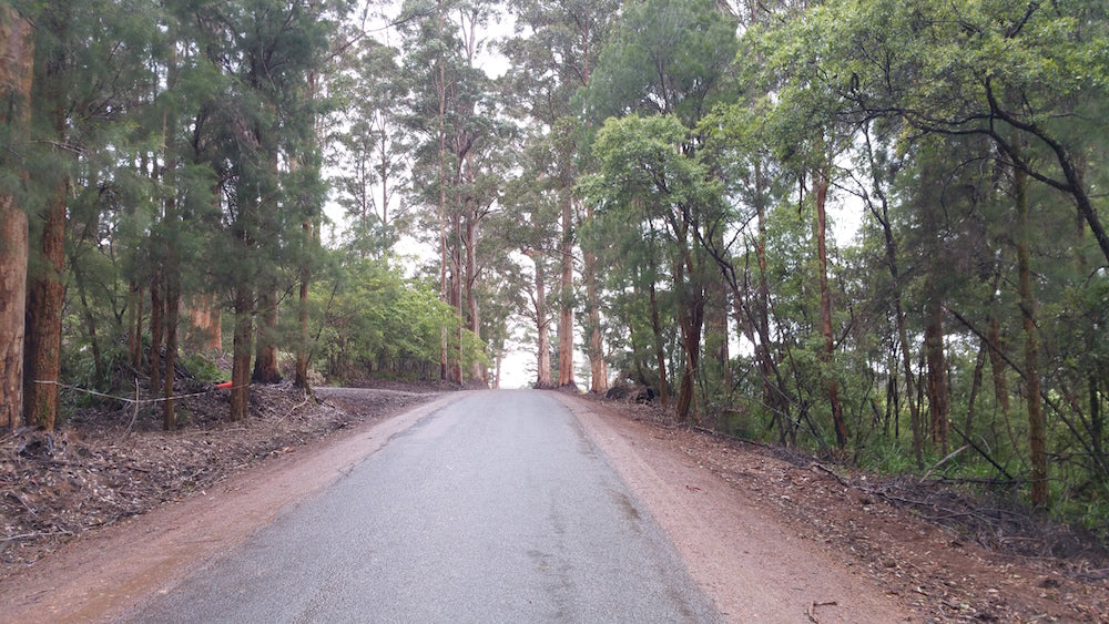 Forrest roads