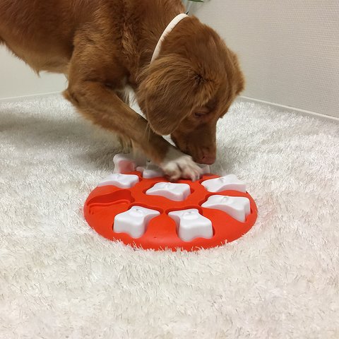 Beginner Dog Puzzle Toy, Level 1 Activity, Treat Puzzle