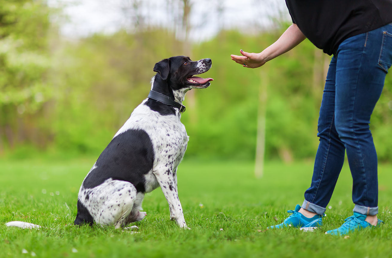 what are basic dog commands