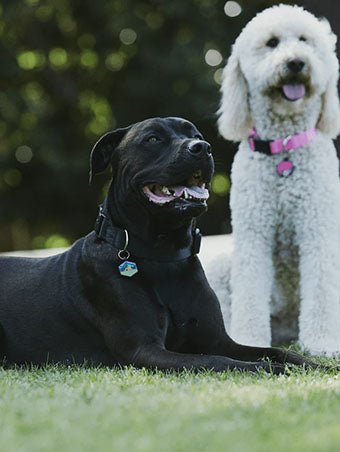 base camp silicone dog id tag