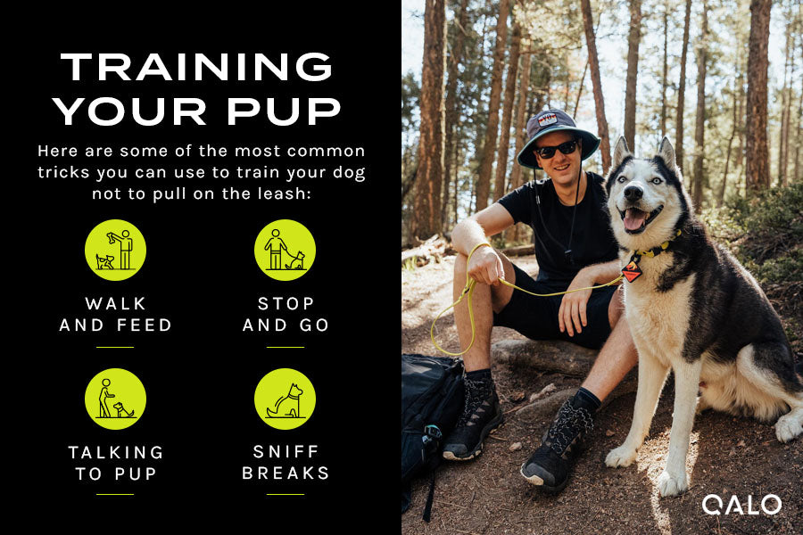 Pup Training 101 How To Train Dog Not To Pull On Leash