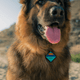 QALO TraQ Ocean Sunrise Silicone Dog ID Tag
