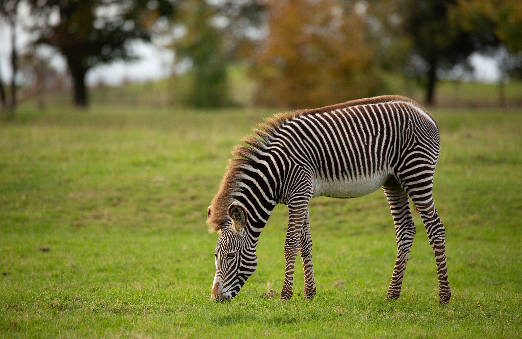 Our Top Ten Interesting Zebra Facts By Sophie Allport 7008